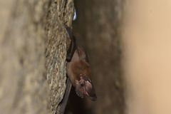 Nyctinomops laticaudatus