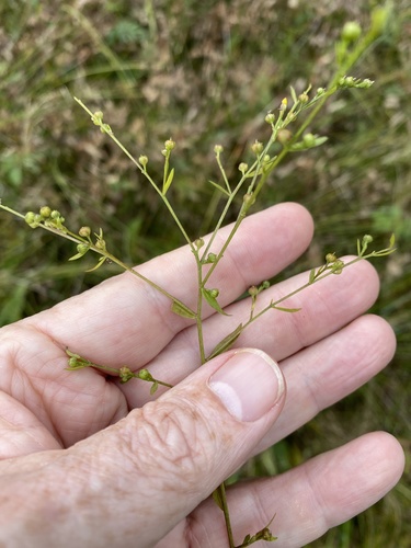 Ridged yellow flax (Linum striatum)