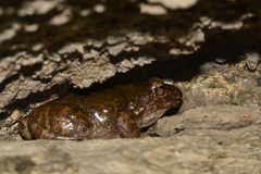 Leptodactylus syphax