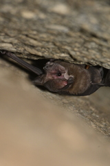 Nyctinomops laticaudatus