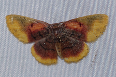 Chrysocraspeda dysmothauma