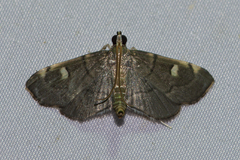 Luma sericea