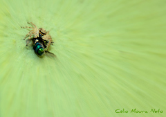 Menemerus bivittatus