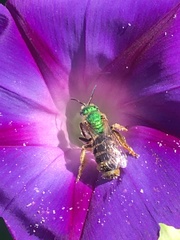 Agapostemon virescens