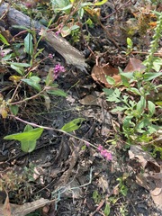 Persicaria longiseta