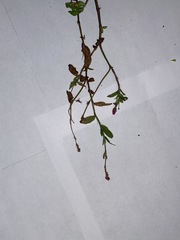 Persicaria longiseta