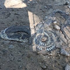 Natrix natrix