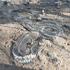 Natrix natrix