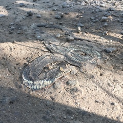 Natrix natrix