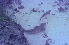 Rachycentron canadum