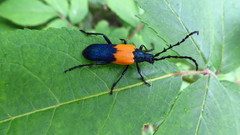 Desmocerus palliatus