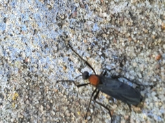 Plecia ruficollis