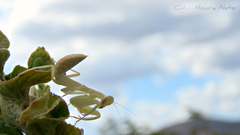 Photiomantis planicephala