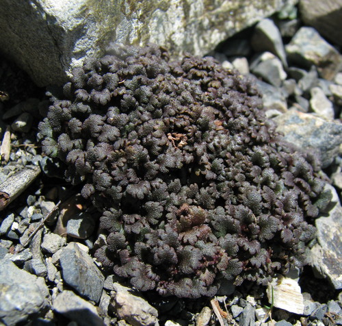 Veronica cheesemanii
