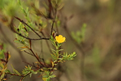 Hypericum humboldtianum