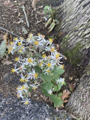 Eurybia divaricata