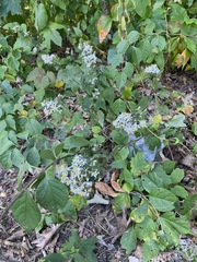 Eurybia divaricata
