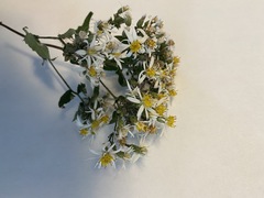 Eurybia divaricata