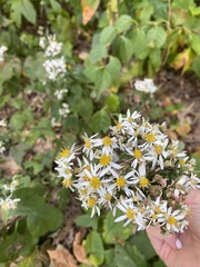 Eurybia divaricata