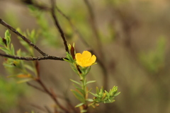 Hypericum humboldtianum