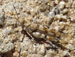Trimerotropis albescens