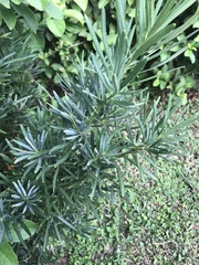 Podocarpus macrophyllus