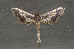 Hydriris ornatalis