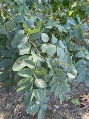 Robinia pseudoacacia