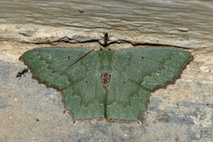 Episothalma robustaria