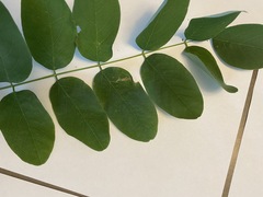 Robinia pseudoacacia