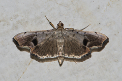 Ceratarcha