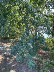 Robinia pseudoacacia