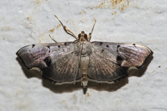 Ceratarcha