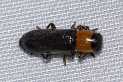 Tenerus