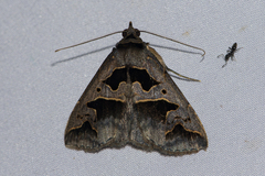 Tephriopis divulsa