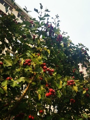 Crataegus laevigata