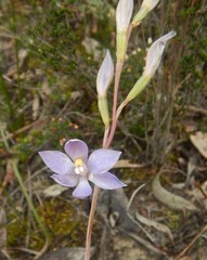 Thelymitra alcockiae