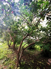 Crataegus laevigata