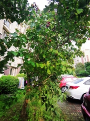 Crataegus laevigata