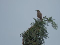 Sturnus vulgaris