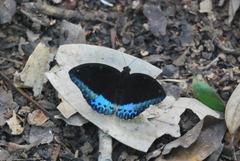Lexias dirtea merguia