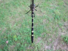 Macromia pacifica