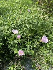 Oenothera speciosa
