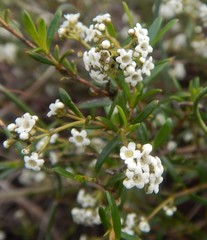 Logania linifolia