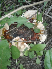 Ganoderma
