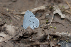 Celastrina ladon