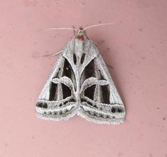 Callistege intercalaris