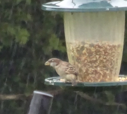 House Sparrow photographed in Tennessee