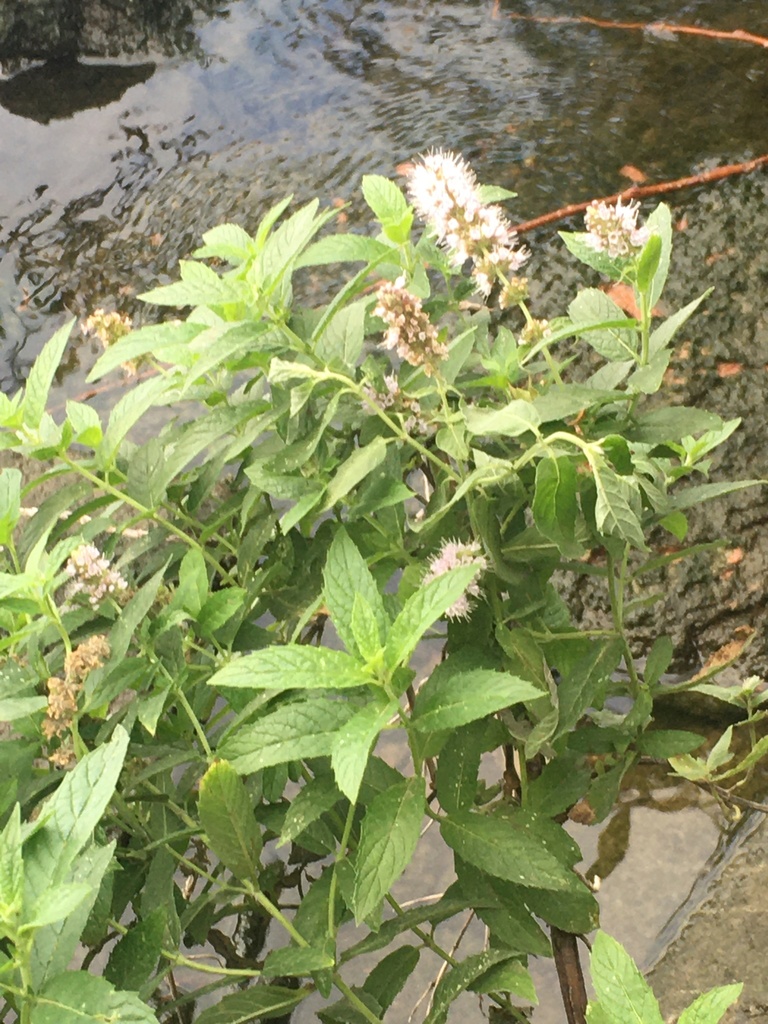 Mentha × dumetorum