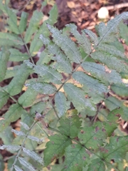 Podosphaera aucupariae